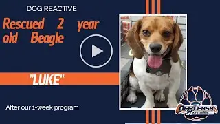 Myrtle Beach Dog Trainers - 