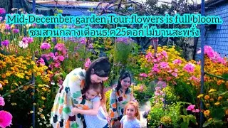 Mid-December Garden Tour: Flowers are in full bloom (19/12/25)