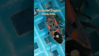 What is this? He's pretending to be dead. After filming he got up and ran away.