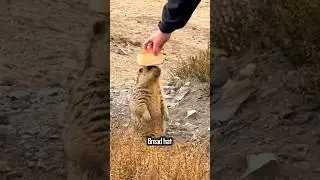 Уморительная встреча с луговой собачкой 🥖😄 #ВеселаяДикаяПрирода #ВирусноеВидео