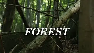 Forest - Short Film / Canon 70D