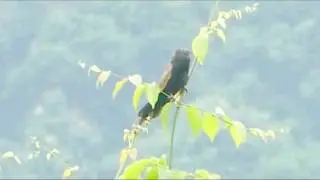 Lesser Coucal