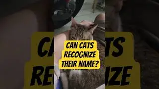 Can Cats Recognize Their Names? 🐾📣| Funny Cat Fact  #cats #catfacts #catshorts #bomiscatname