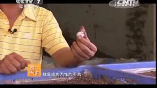 20150121 农广天地  中华花龟养殖技术