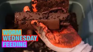 Worm Wednesday Feeding. Checking on the cardboard tube in the vermicompost bin.