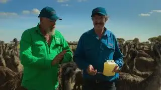 Best Ever Food Review Show! Cooking Australia s Biggest Bird 10 Pound Gizzard