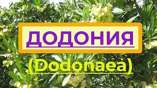 Флора Израиля. Додонея (Dodonaea), вечнозеленый кустарник для живых изгородей и как комнатное растен