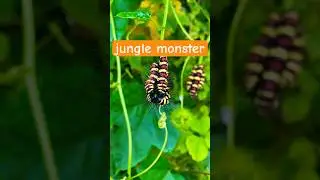 The truth about the monster leaf-eating worms #shorts