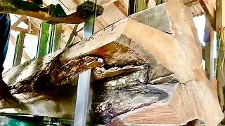 🌲Красота пней тикового дерева с плотными волокнами на лесопилке🌲