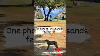 sad animal whatsapp  status 2023 || heart touching and emotional animals status 😔😔😔😭😭