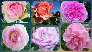 180 - Top 15 Light Pink Rose Varieties | Famous Around The World