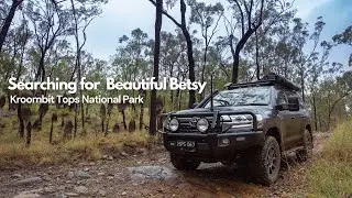 Searching for Beautiful Betsy - Kroombit Tops National Park
