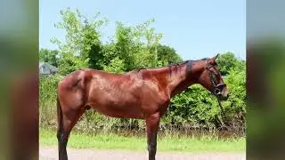 SA Winston a 2023 pure Cleveland Bay Colt
