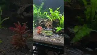 Shoaling tetra fish #aquarium #aquascape #fishtanklive #fish