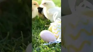 Backyard chicken and chicks