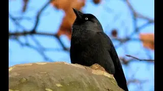 Kavka obecn&aacute;, Western jackdaw, Dohle, Kauw, Choucas des tours, Grajilla  #birds #birdwatching