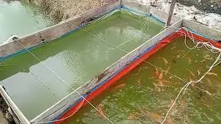 Ikan nila umur 7 bulan dari menetas