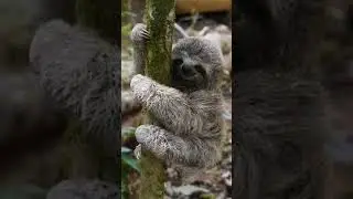 slow sloth #shorts