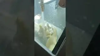 Jewelry Water Jet Cleaner(FINE CAST ENGINEERING)