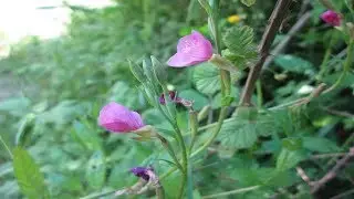 Chupasangre Propiedades Medicinales &trade; La Planta Oenothera Rosea Beneficios