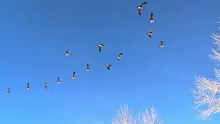 20251223 Canada geese 2