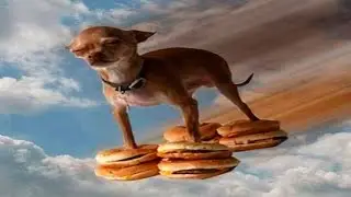 Top 5 Flying Dogs 1 Minute