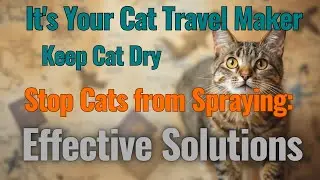 How To Stop Cats from Spraying / Effective Solutions.