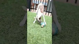 Spin and Chew Bone: GURU Pet Company Dog Toy