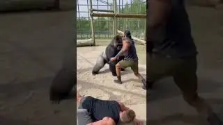 Big guy never wait for anyone 😀 big guy powerful punch 👊 #bodybuilder #bigguy #power #gorilla