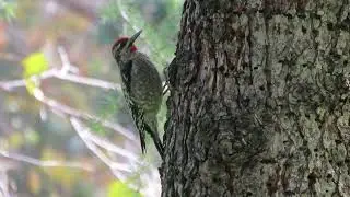 Yellow bellied x Re naped Sapsucker Old Zoo MVI 1967   Trim   Trim