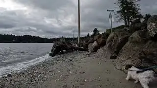 Come Walk with Me on Manitou Beach on Bainbridge Island