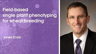 Field-based single plant phenotyping for wheat breeding | TPPJ Webinar