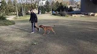 Рокко