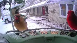 @birdfy_by_netvue @Netvue Look at this cute cardinal pair having dinner 🍽 😍 