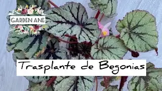 Como cuidar una Begonia Rex. Sustrato y trasplante 🪴