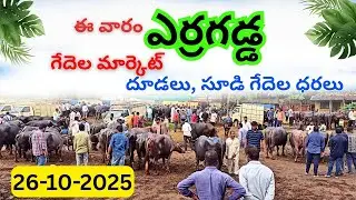 ఎర్రగడ్డ ఆదివారం పశువుల సంత || Erragadda Sunday Buffalo Market || Calfs, Buffaloes Sale Info