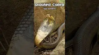Listen to the Sound of a Snouted Cobra Hissing / Puffing #snake #venomous #wildlife