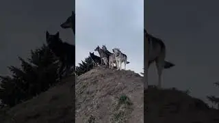 Wolf wolf wolf party animals #shorts #shortvideo #ytshorts