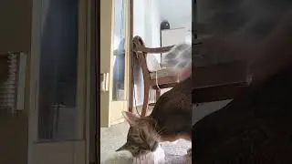 ネコ動画あび#4086　#shorts　#あび #ねこ #ネコのあび #猫動画