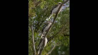 KOOKAS