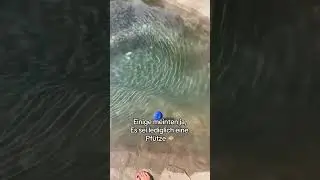 Naturpool diy Pool selber machen bauen Inspiration pooinspo
