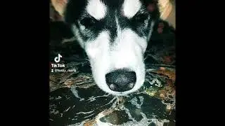 Марфа залипает.... 🥱😴 #husky #huskyworld #huskylife #huskypuppy