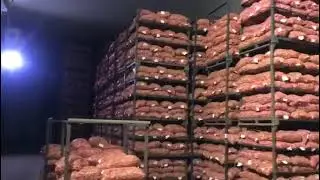 Garlic storage