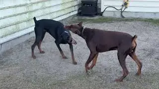 Red & Bella Playing Again 