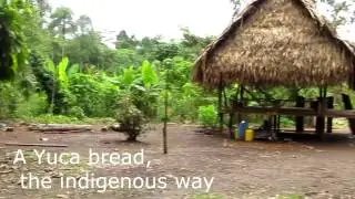 How to make a Yuca Bread the Indigenous way. Cuyabeno Jungle, Ecuador