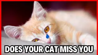 Signs Your Cat Misses You?