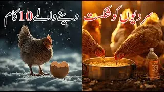 Sardi Mein Murgiyon Ki Care | Winter Chicken Care Full Guide | Egg Production Drop Ka Solution