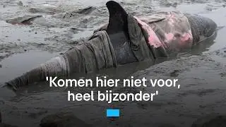 Levende dolfijn aangespoeld bij Wierum | RTL Nieuws