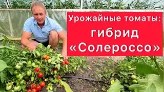 Урожайные томаты: гибрид Солероссо