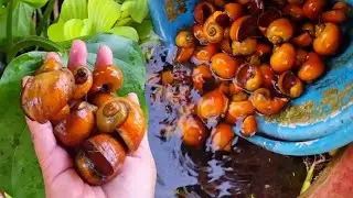 We harvest butter snail or Japanese snails and clean the ponds, យើងប្រមូលផលខ្យងប័រនិងសំអាតអាង